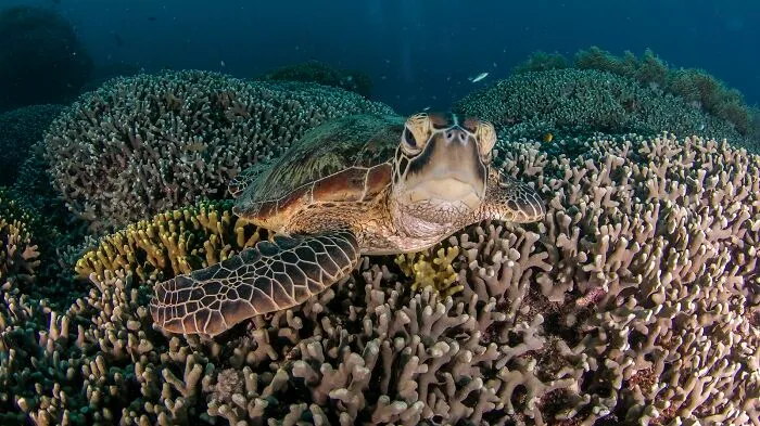 Great Barrier Reef