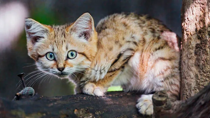 50 Cool And Interesting Facts People Learned About Animals
