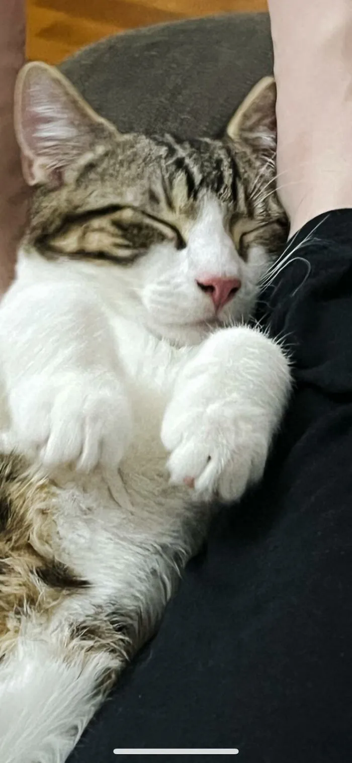 My Cat Jude (The Dude) Sleeps Like He's Mr Burns. Excellent