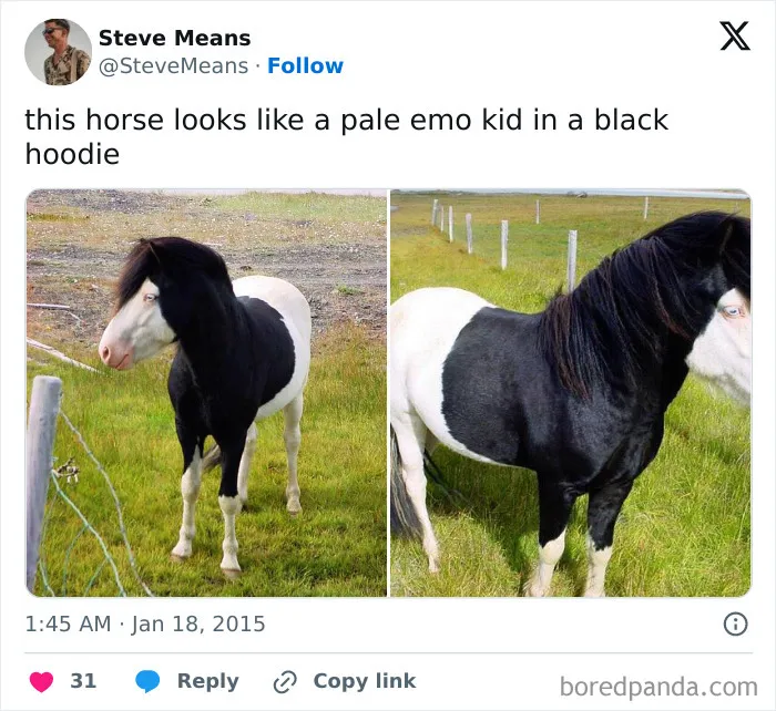 50 Times Animals Were So Unintentionally Hilarious, They Were Turned Into Memes (New Pics)
