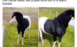 50 Times Animals Were So Unintentionally Hilarious, They Were Turned Into Memes (New Pics)