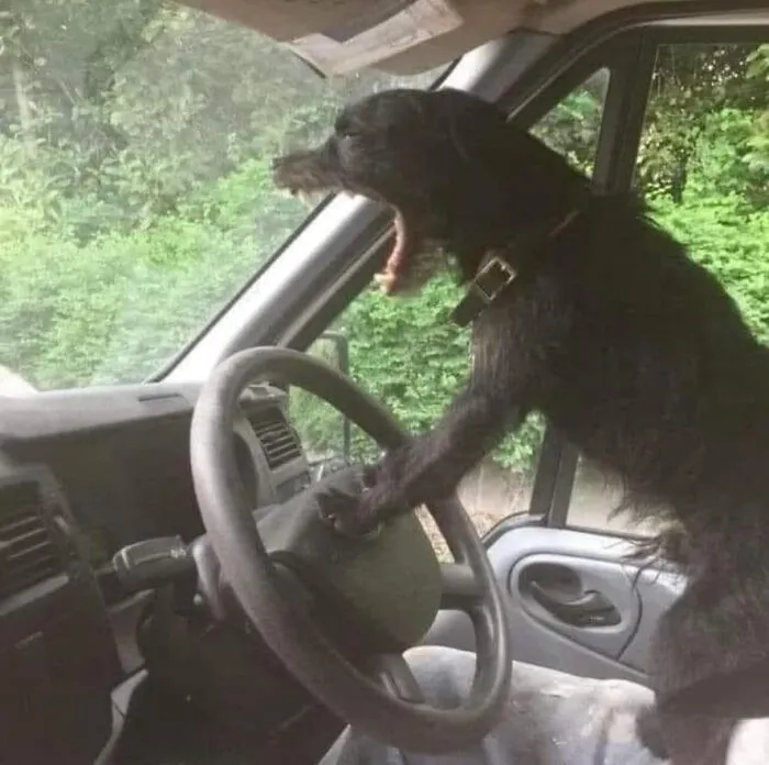 Perro actuando sin sentido, con las patas sobre el volante en un coche, en modo «goblin».