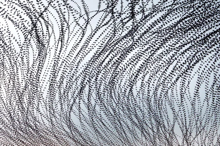 This Artist Captured 20 Mesmerizing Photos That Turn Bird Migration Into A Work Of Art