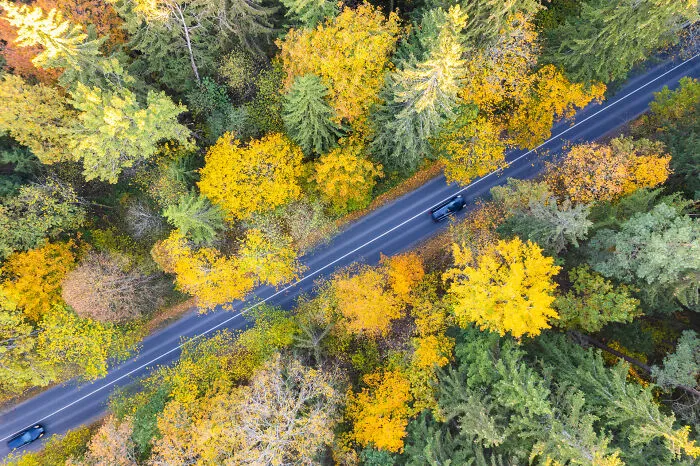 Autumn Road