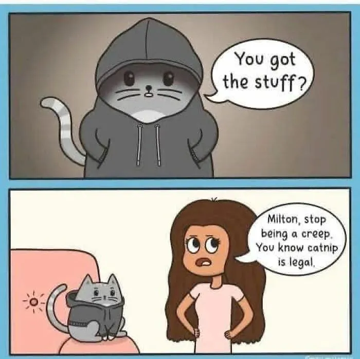 Funny memes featuring a cat in a hoodie asking for stuff and a woman telling him catnip is legal, humor for low energy moments.