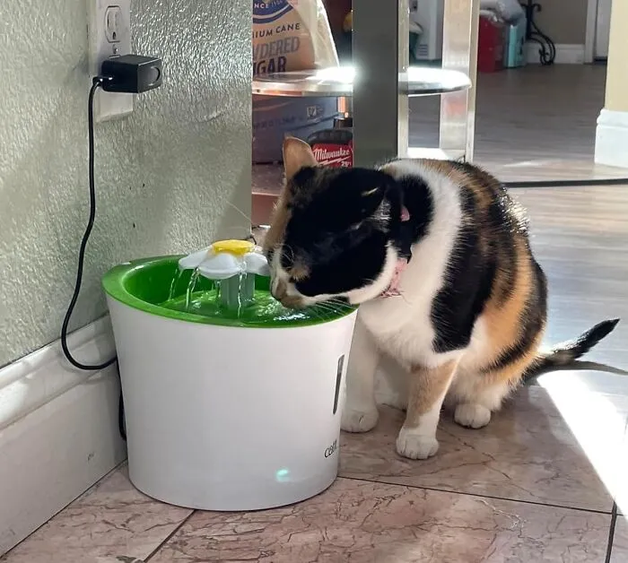 Give Your Feline Friend The Royal Treatment With This <a Style="Display:inline;" Href="Https://Www.amazon.com/Catit-Flower-Fountain-Triple-Action-Filter/Dp/B0146qxob0?ie=utf8&th=1&linkcode=ll1&tag=bpscorpion-20&linkid=ad01ea3dd16ce1736cccfbeee8e6902c&language=en_us&ref_=as_li_ss_tl" Target="_blank"><span Style="Font: Inherit; Color: #d74b1f;"> Cat Water Fountain </Span>: This Stylish Fountain Isn't Just A Hydration Station, It's A Statement Piece That Adds A Touch Of Modern Elegance To Your Home While Keeping Your Kitty Refreshed