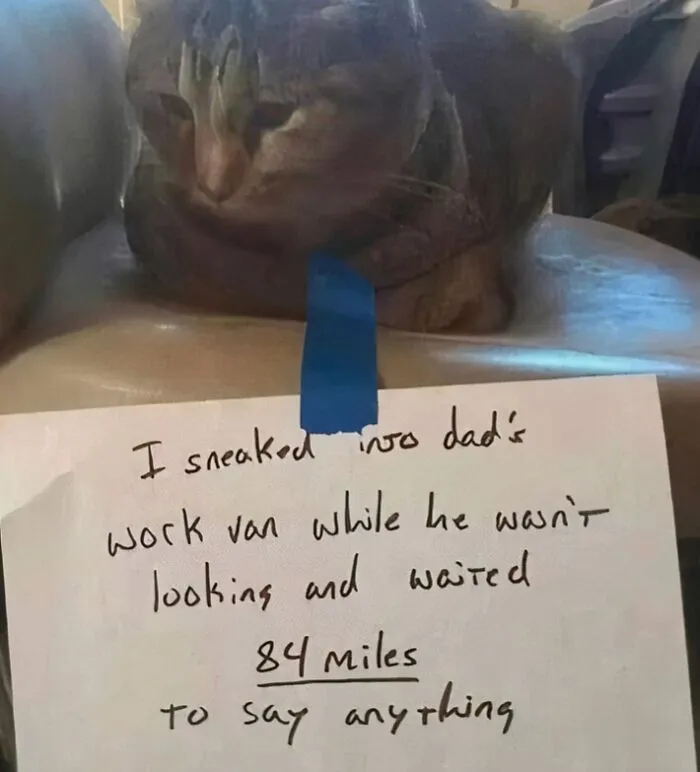 "Stuff With Cats": 50 Silly Cat Memes To Make You Smile