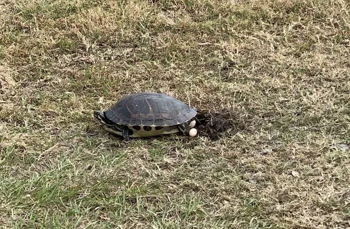 Walked Outside To Find A Turtle Laying Eggs Right Next To My Car