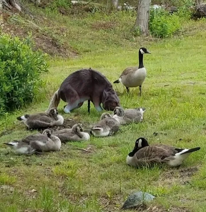 A Goose Family Calmly Hanging Out With The Scary Wolf Statue That's Supposed To Deter Them From Doing Just That