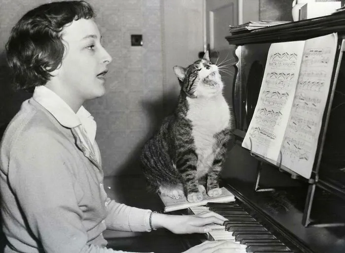 Singing Cat On Piano, England 1959