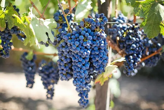Grapes