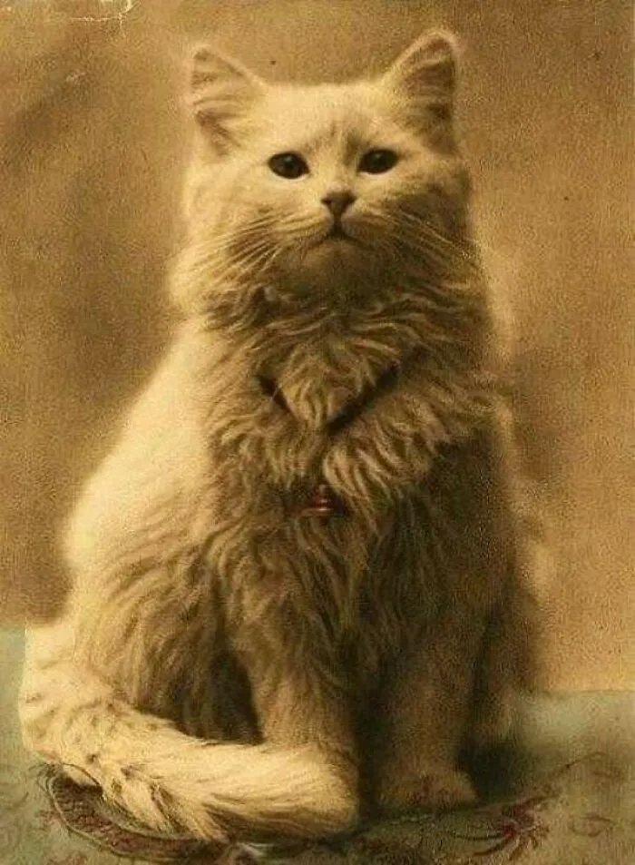 One Of The First Photos Of A Cat Ever Taken, 1880