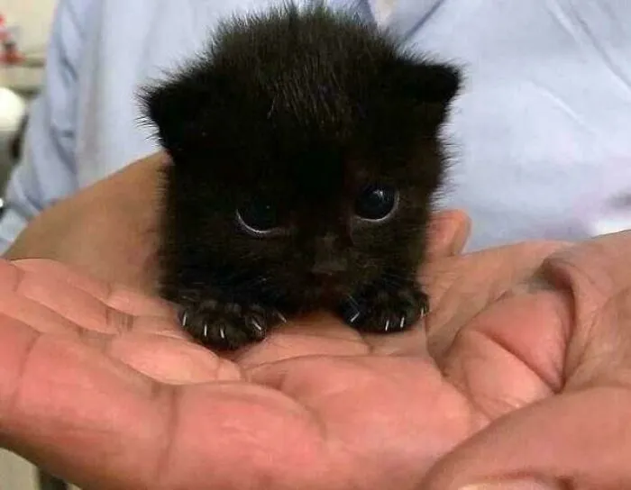 Tiny Murder Mittens