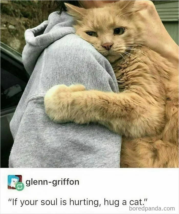 "Stuff With Cats": 50 Silly Cat Memes To Make You Smile