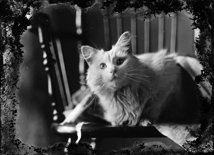 Cat, 1895. USA