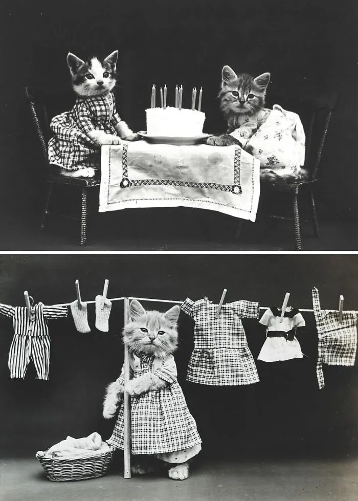 Cat Memes, 1914