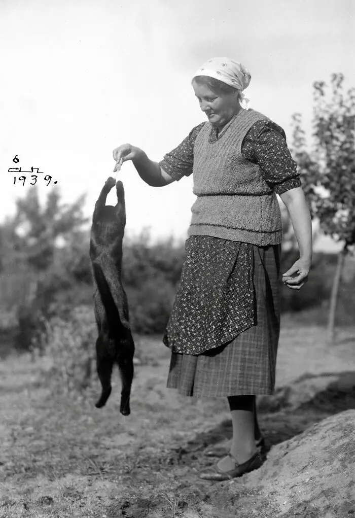 Woman Playing With Her Cat. Sweden, 1939