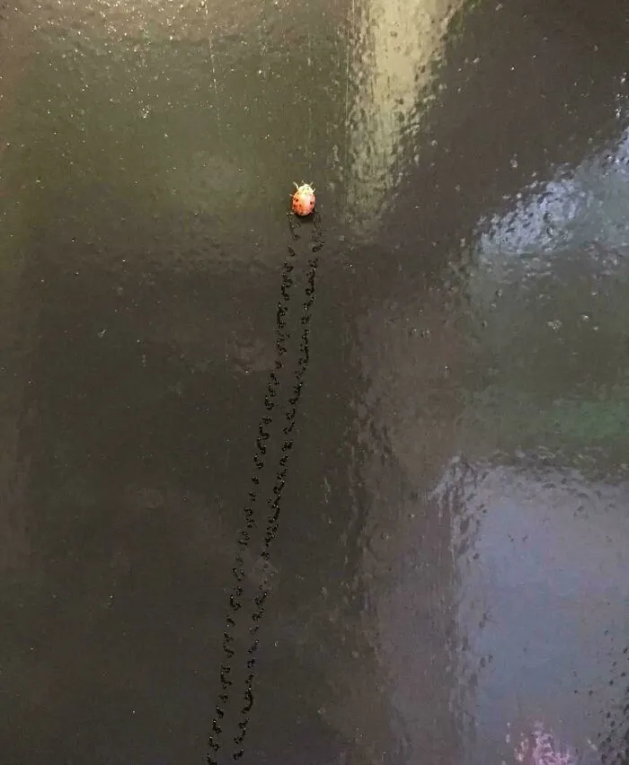 Mariquita dejando rastro en superficie oscura, mostrando cómo la naturaleza sorprende con pequeños detalles.