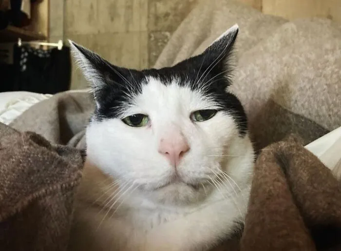 Here Are 35 Cats Being Cats In The Funniest Way Possible, As Seen Online