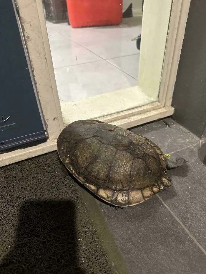 Mi esposa se encontró a este amigo en la entrada de casa