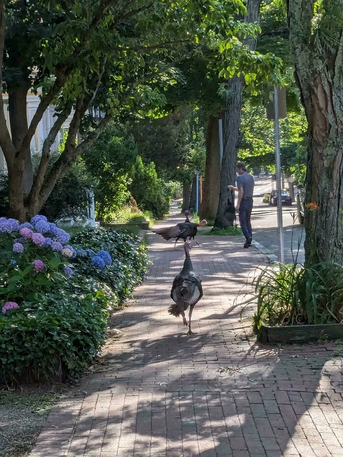A bird bothering a person on a tree-lined sidewalk, showcasing funny bird behavior.