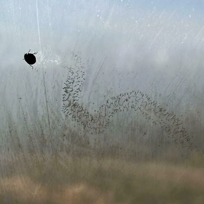 Ladybug Left Foot Prints On My Window While I Was In The Shower