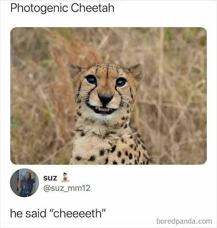 50 Times Animals Were So Unintentionally Hilarious, They Were Turned Into Memes (New Pics)