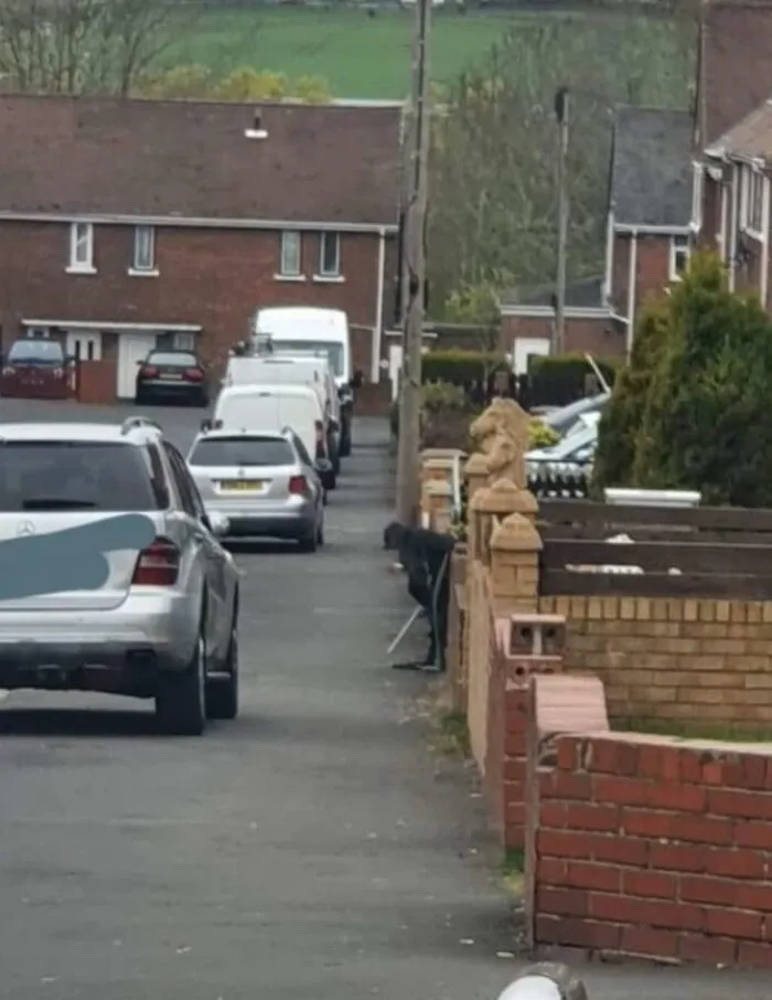 So I Came Out The House At 5 This Morning And I Saw This Bloke Leaning On A Wall With A Walking Stick I Thought He Must Be Out Of Breath. Just Went Back Out And He's Still There I Shouted Mate You Alright? No Reply, So I Walked Over To Check On Him And Its A Trampoline Net Hanging Over The Wall