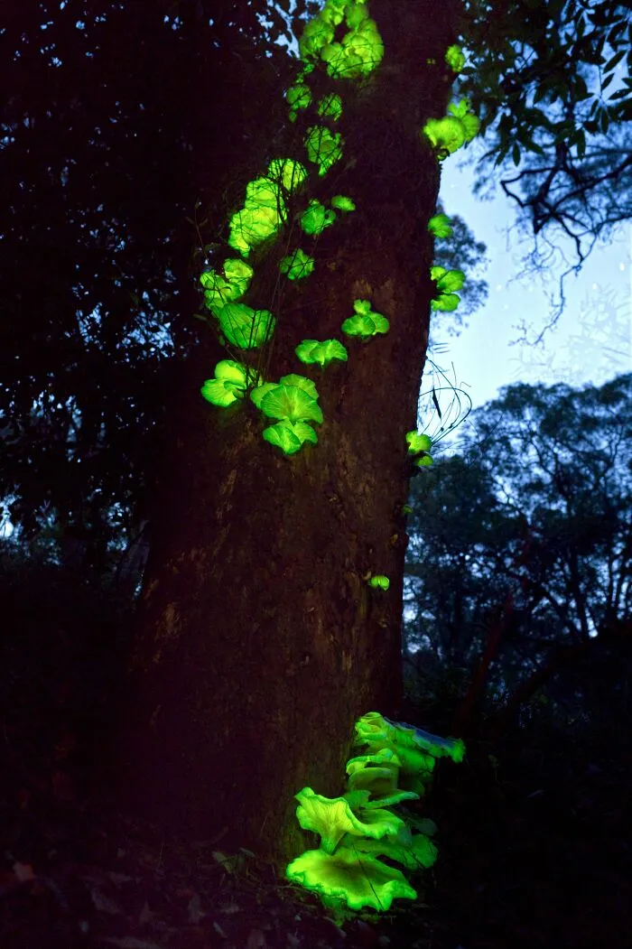 Estos son los hongos fantasma, Omphalotus Nidiformis, hongos bioluminiscentes nativos de Australia. Salen en un árbol muerto en mi granja cada año después de una temporada de lluvias