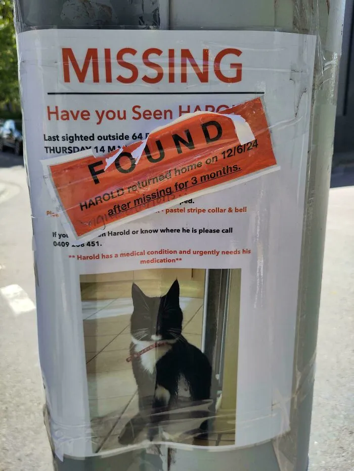 The "Op" Of This Lost Cat Poster Came Back And Posted An Update On The Harold Situation