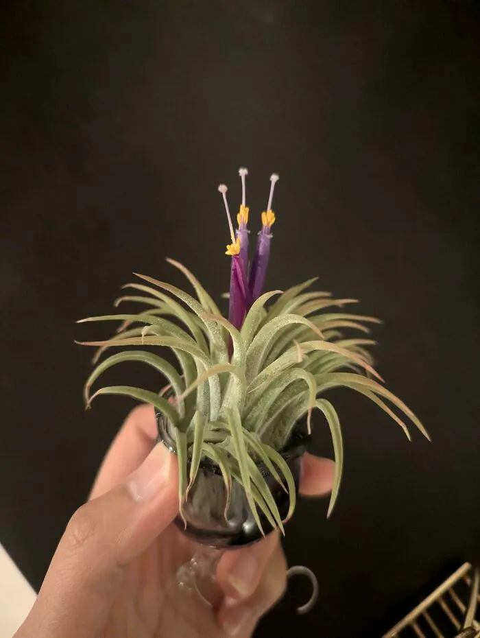 My Airplant Flowered!