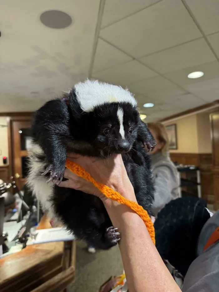 My Grandfather’s Retirement Home Has An Emotional Support Skunk That Comes In