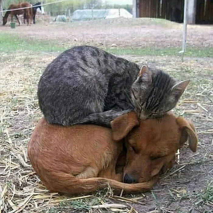 30 Absurd Images That Might Leave You Wondering What’s Going On (New Pics)