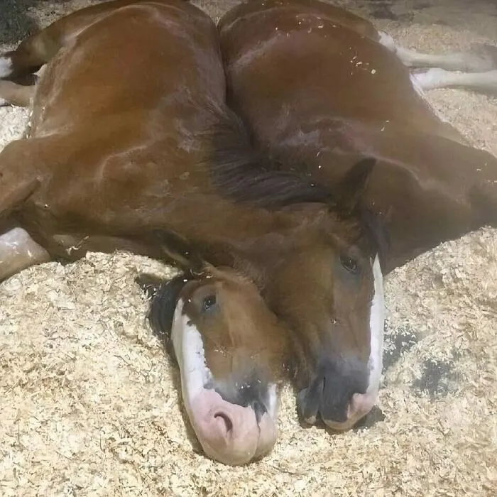 30 Absurd Images That Might Leave You Wondering What’s Going On (New Pics)