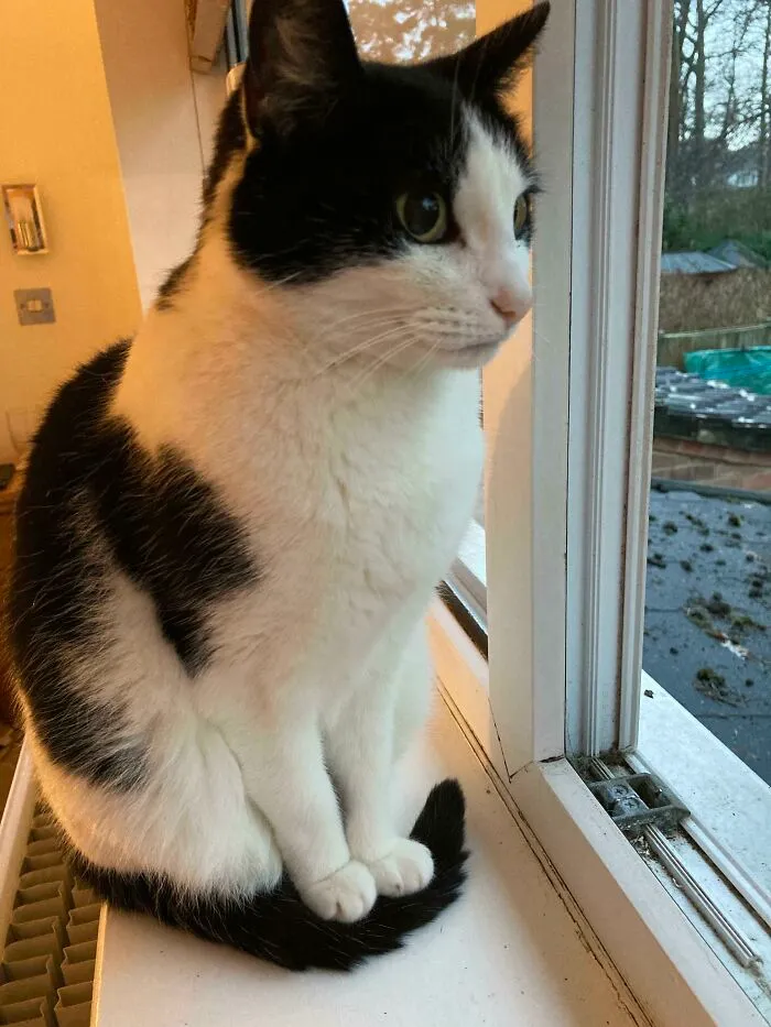 Our Cat Mia, Rests Her Front Paws On Her Tail To Keep Them Off A Cold Surface