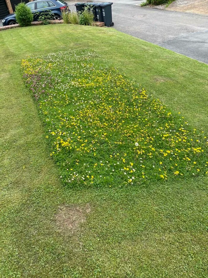 The Guy Who Does The Grass For My Building Left A Rectangle Of Wild Flowers So The Bees Can Use Them
