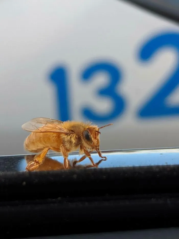 This Purely Golden Bee Landed On My Car Today