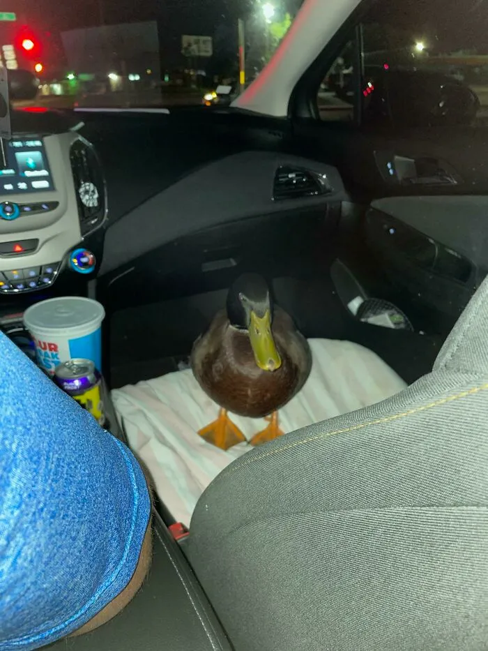 Last Night My Wife's Uber Had A Duck In It