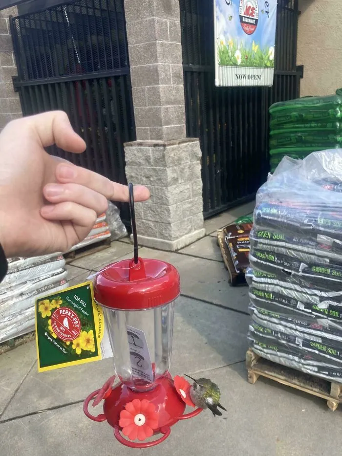 The Feeder I Got From The Store Already Had A Sleeping Hummingbird On It