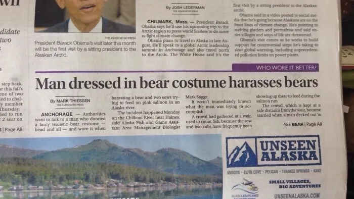 A funny news headline about a man in a bear costume bothering real bears in Alaska.