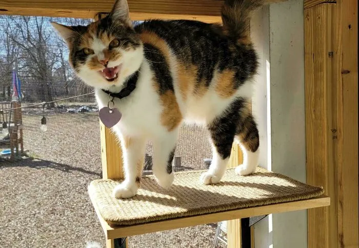 Calico cat meowing loudly while standing on a perch in a sunlit wooden room, expressing vocal energy.