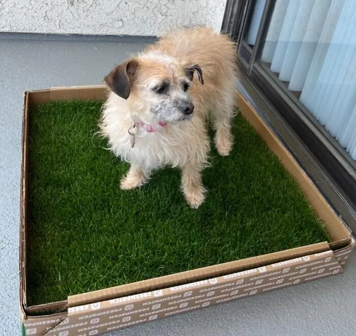 Bring The Great Outdoors To Your Doorstep With This <a Style="Display:inline;" Href="Https://Www.amazon.com/Fresh-Patch-Disposable-Potty-Grass/Dp/B005g7s6ui?ie=utf8&th=1&linkcode=ll1&tag=bppeacock-20&linkid=8ad57b2eef5ef34ecd455184193a0e0c&language=en_us&ref_=as_li_ss_tl" Target="_blank"><span Style="Font: Inherit; Color: #d74b1f;"> Fresh Patch </Span>, A Genius Solution For Dog Owners That Delivers A Patch Of Real, Absorbent Grass To Your Home, Making Potty Time A Whole Lot More Convenient And Pleasant