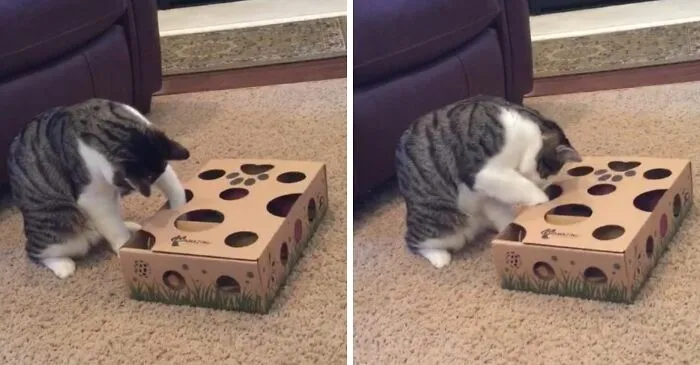 Challenge Your Feline Friend To A Brain-Teasing Adventure With This <a Style="Display:inline;" Href="Https://Www.amazon.com/Cat-Amazing-Interactive-Puzzle-Feeder/Dp/B009r3sfbc?ie=utf8&linkcode=ll1&tag=bppeacock-20&linkid=15eeabe592e9f88f6ee2253505d02bbc&language=en_us&ref_=as_li_ss_tl" Target="_blank"><span Style="Font: Inherit; Color: #d74b1f;"> Cat Amazing Interactive Puzzle Maze For Cat Treats </Span>, A Clever And Stimulating Way To Dispense Treats And Keep Your Cat Engaged, Entertained, And Purr-Fectly Happy!