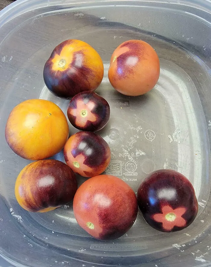 Mis sobrinas pequeñas se niegan a comer tomates, pero no se cansan de estas «frutas con flores» (tomates cherry oscuros) que cultivo