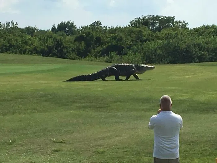 Golf Course Hazard In Florida