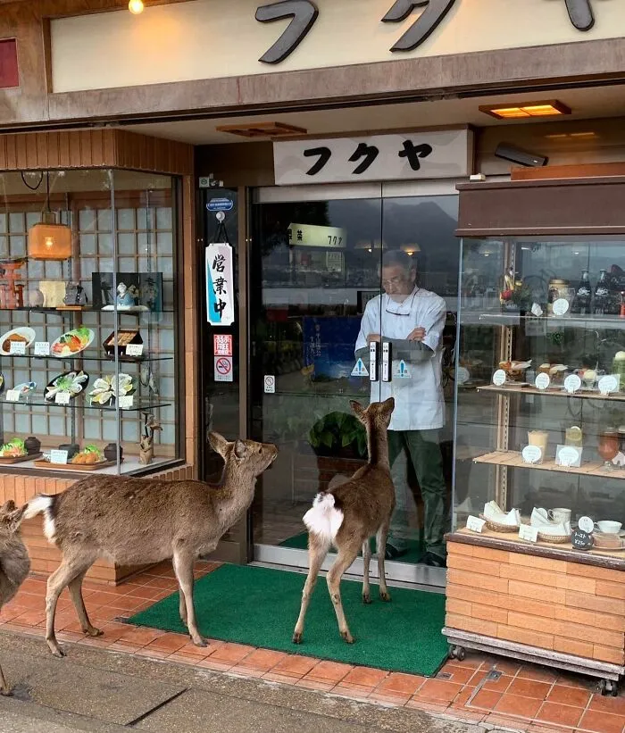 Meanwhile In Japan