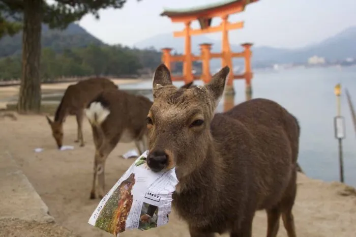 Deer munching on paper with a scenic Japan backdrop featuring a torii gate by the water.