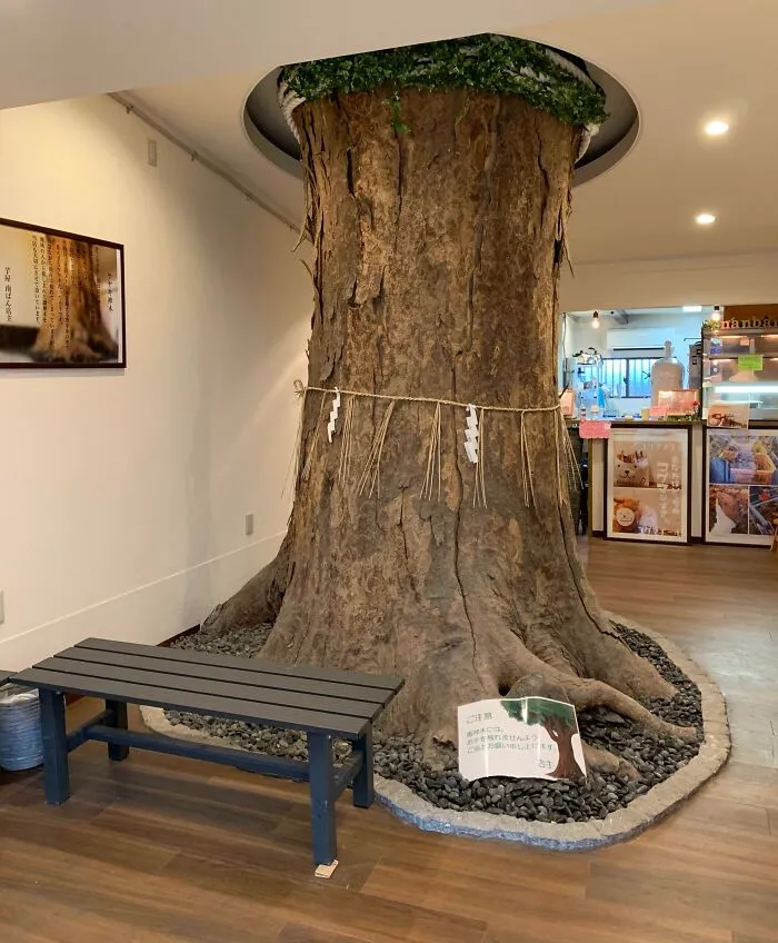 A massive tree inside a Japanese cafe, embodying Interesting-Japan-Pics.