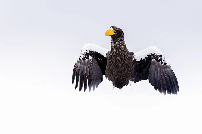Este fotógrafo retrata de forma impresionante a la fauna para mostrar la belleza del reino animal (39 fotos)