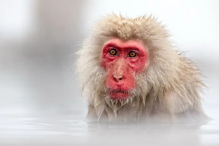 Este fotógrafo retrata de forma impresionante a la fauna para mostrar la belleza del reino animal (39 fotos)